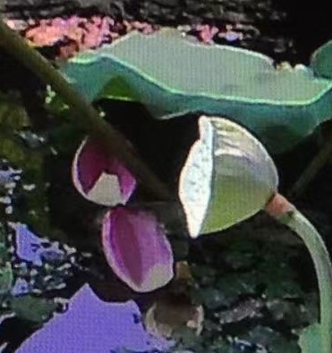 1688256610763461.jpg 4444.jpg